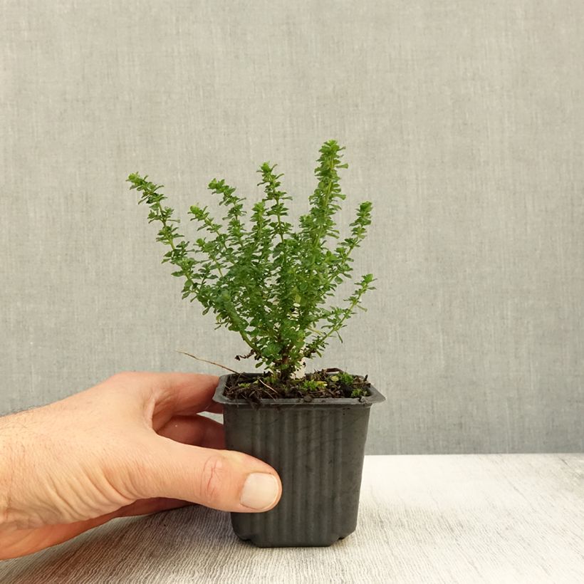 Prostanthera cuneata - Mint Bush 8/9 cm pot sample as delivered in autumn