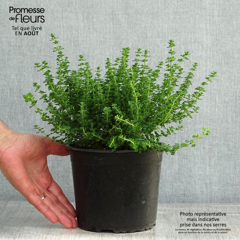 Prostanthera cuneata - Mint Bush 2L/3L pot sample as delivered in summer