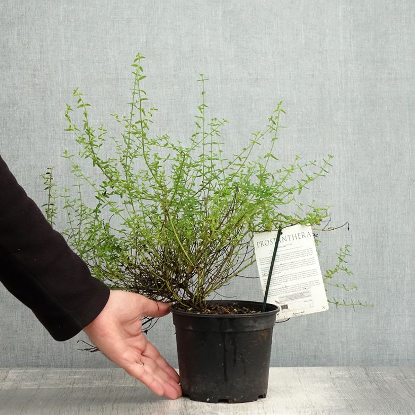 Prostanthera rotundifolia Rosetta 2L/3L pot sample as delivered in autumn