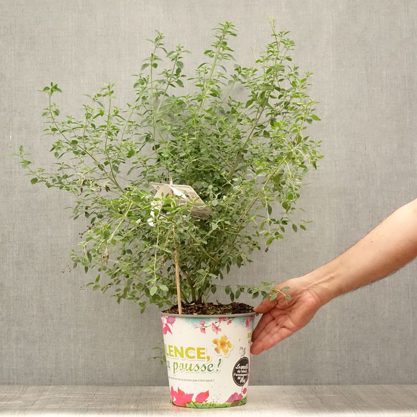 Prostanthera rotundifolia - Mint Bush 4L/5L pot sample as delivered in summer