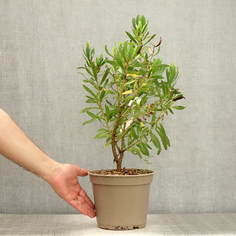 Protea Clarks Red 4L/5L pot sample as delivered in summer