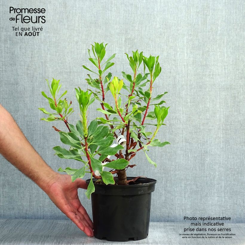 Protea Pink Crown 4L/5L pot sample as delivered in summer