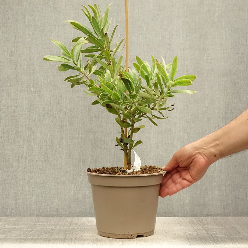 Protea neriifolia (x) susannae Pink Ice 4L/5L pot sample as delivered in summer