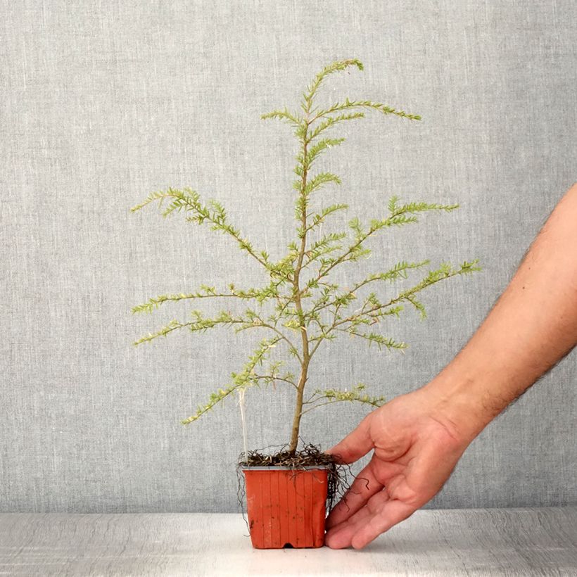 Tsuga heterophylla - Western Hemlock 8/9 cm pot sample as delivered in summer