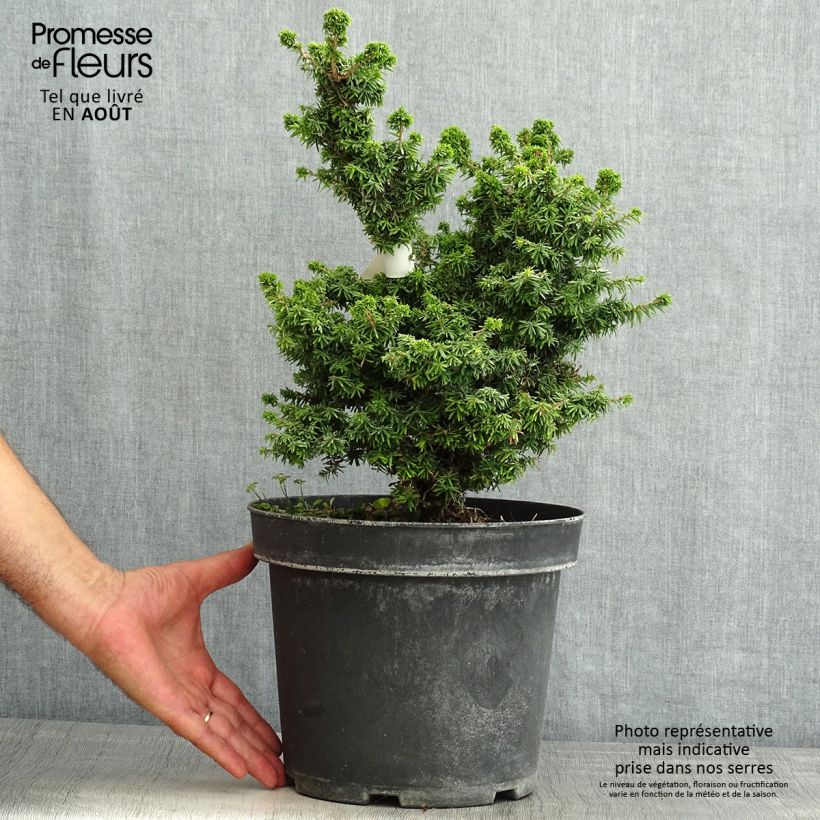 Tsuga canadensis Jervis - Eastern Hemlock 7.5L/10L pot sample as delivered in summer