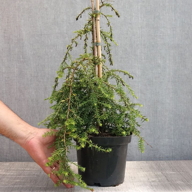 Tsuga canadensis Pendula - Eastern Hemlock 2L/3L pot sample as delivered in summer