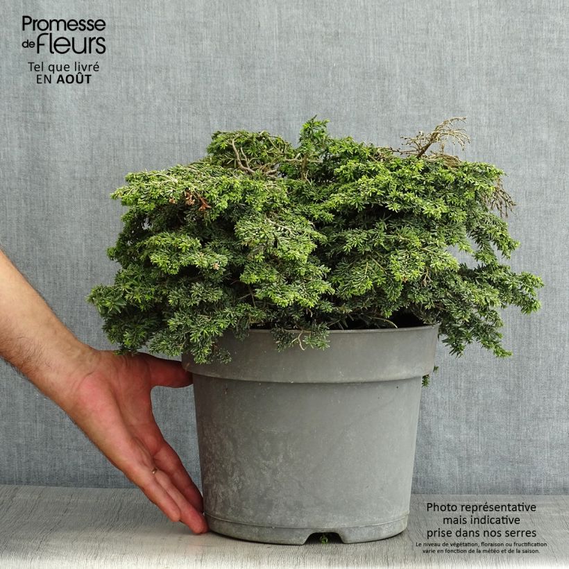 Tsuga canadensis Popeleski - Eastern Hemlock 7.5L/10L pot sample as delivered in summer