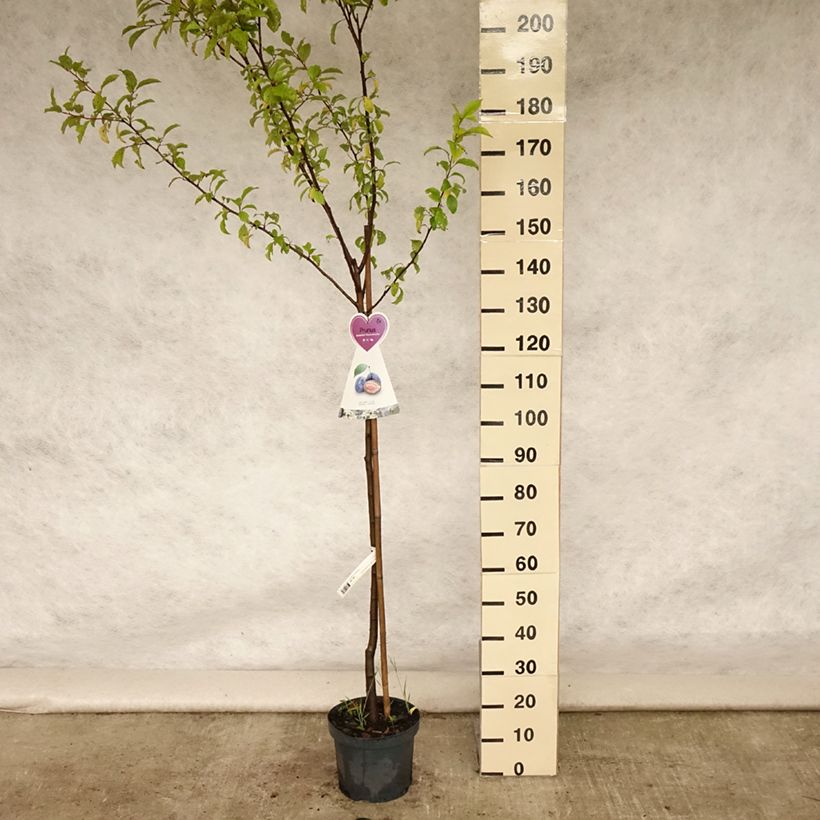 Prunus domestica Hauszwetsche - Common plum 7.5L/10L pot, Half standard sample as delivered in summer