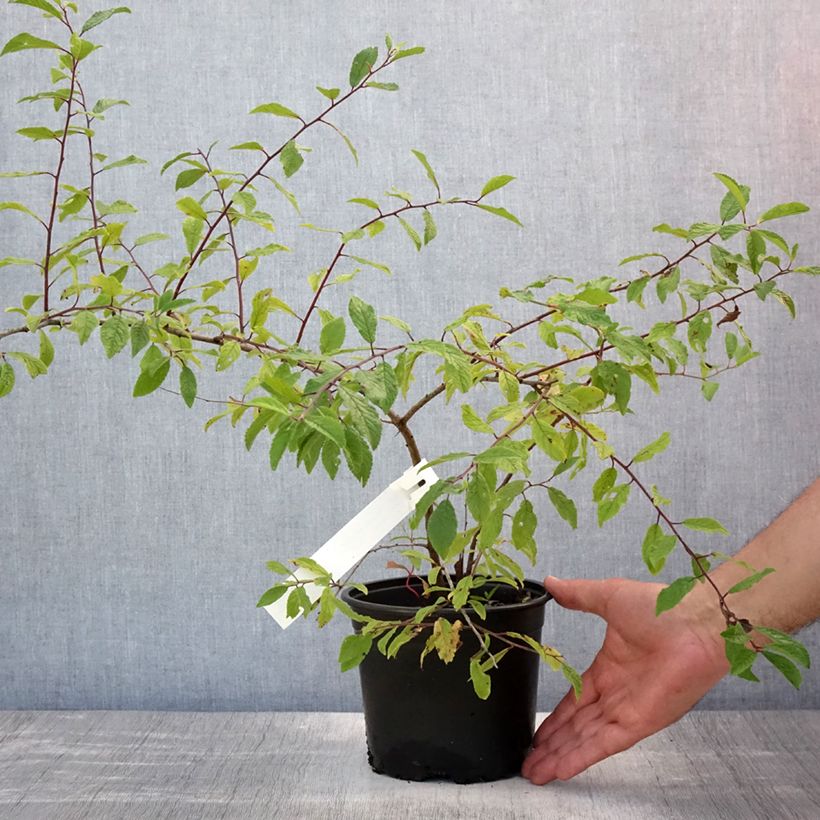 Prunus spinosa - Blackthorn 2L/3L pot sample as delivered in summer