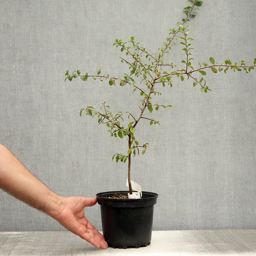Prunus spinosa - Blackthorn 3L/4L pot sample as delivered in summer