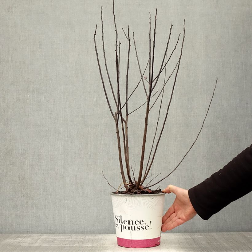 Prunus cerasifera Nigra (Atropurpurea)  3L/4L pot sample as delivered in autumn