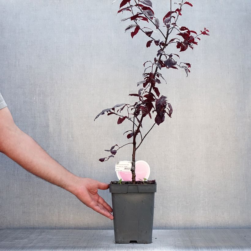 Prunus cerasifera Nigra (Atropurpurea)  4L/5L pot sample as delivered in summer