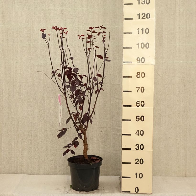 Prunus cerasifera Nigra (Atropurpurea)  7.5L/10L pot sample as delivered in autumn