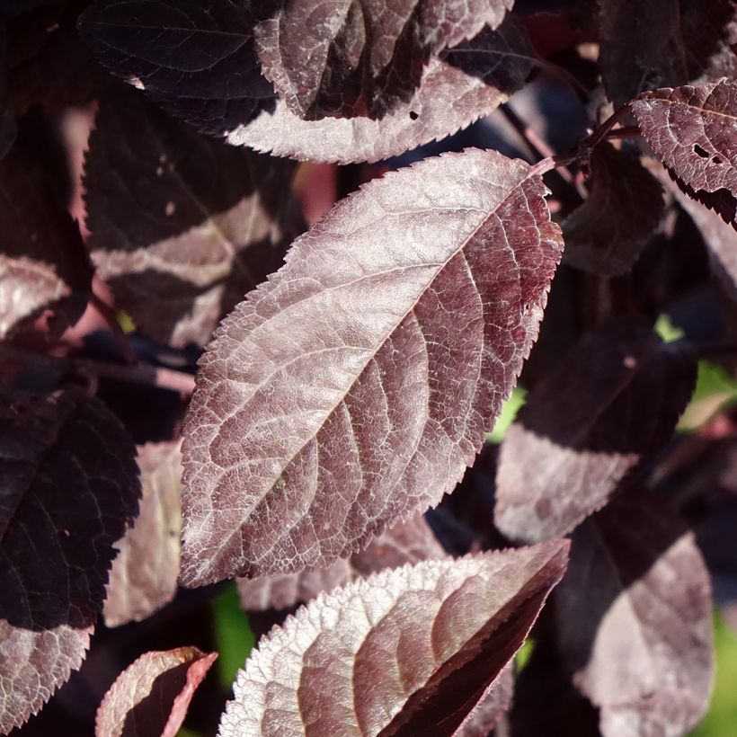 Prunus cerasifera Trailblazer - Cherry Plum (Foliage)