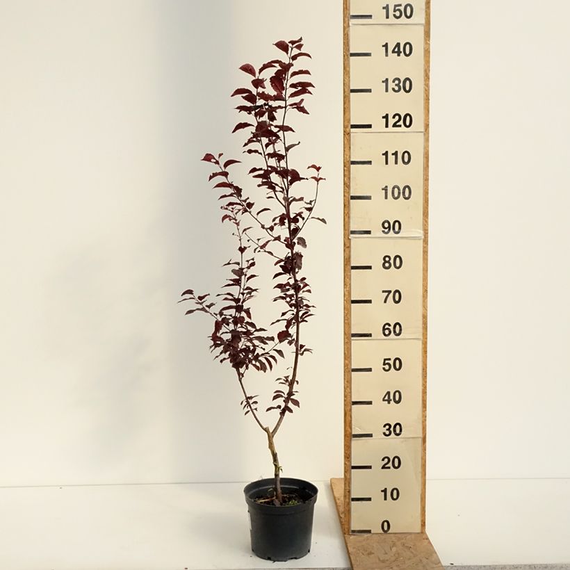 Prunus cerasifera Trailblazer - Cherry Plum 4L/5L pot sample as delivered in summer