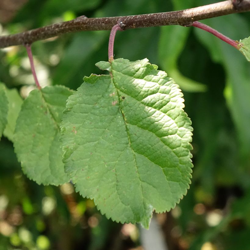Duo of plum trees (Foliage)