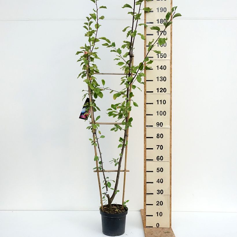 Duo of plum trees 7.5L/10L pot, Single u-shaped espalier sample as delivered in summer