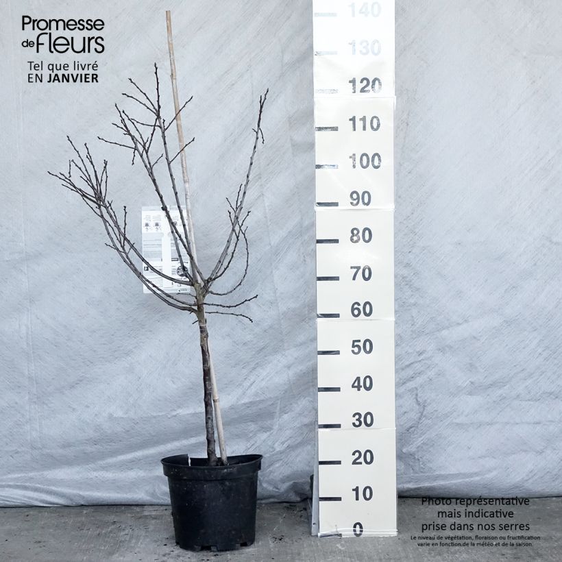 Prunus Mirabelle de Metz - plum sample as delivered in winter