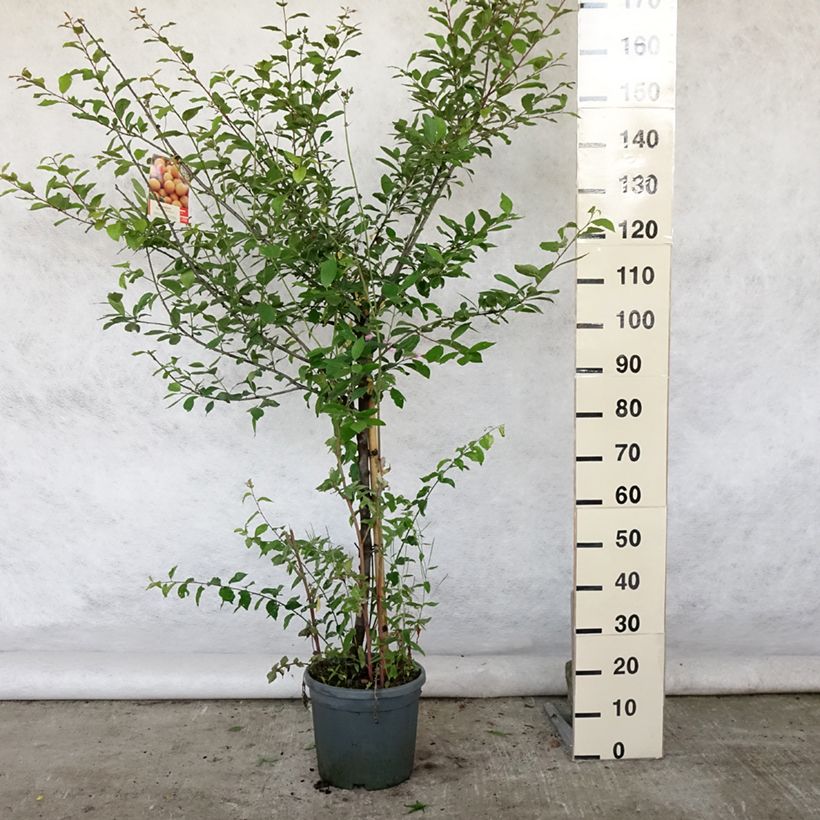 Prunus Mirabelle de Nancy Plum Tree 7.5L/10L pot, Goblet sample as delivered in summer