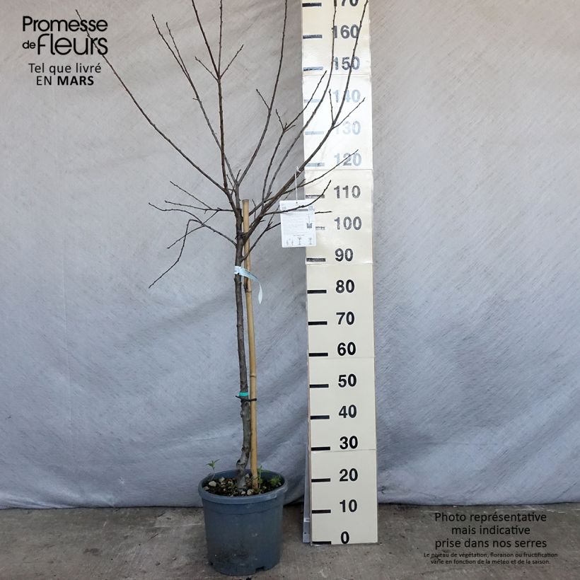 Prunus Mirabelle de Nancy Plum Tree sample as delivered in spring