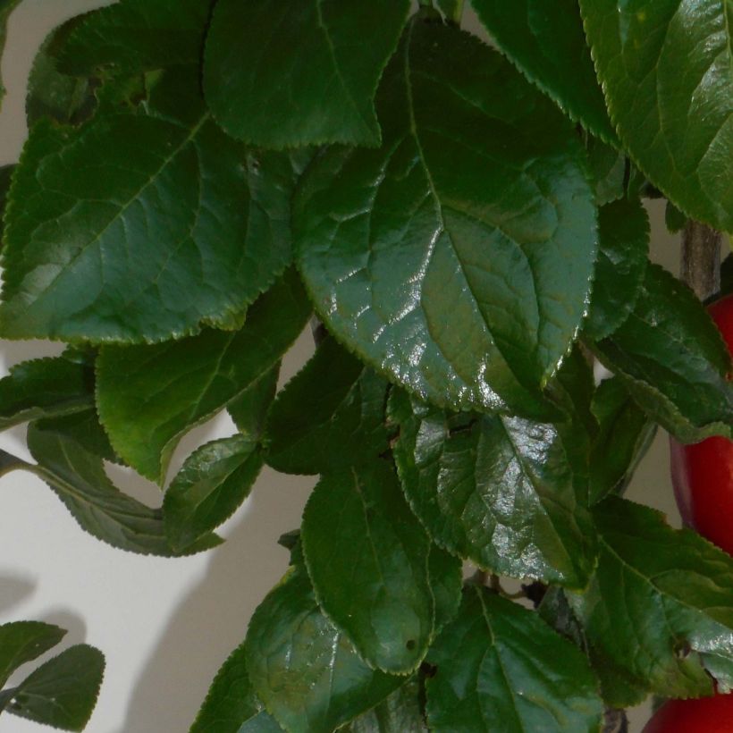 Prunus domestica Mirabelle Ruby - Common plum (Foliage)