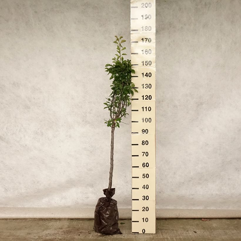 Prunus domestica Miraclaude - Common plum Ready-to-plant root ball, Goblet sample as delivered in summer