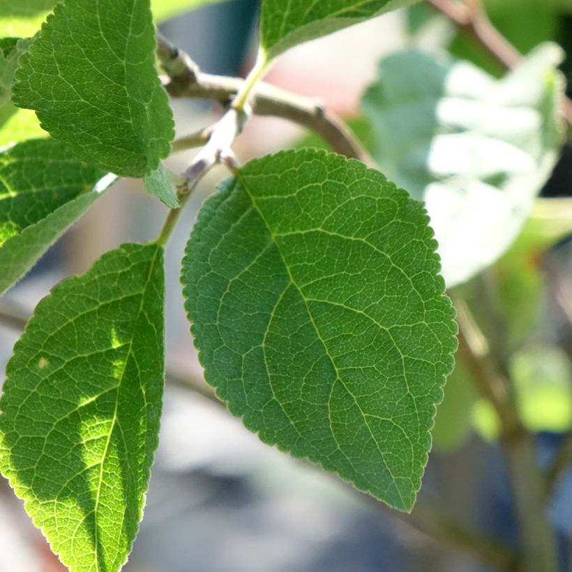 Prunus domestica Mr. Hâtif - Common plum (Foliage)