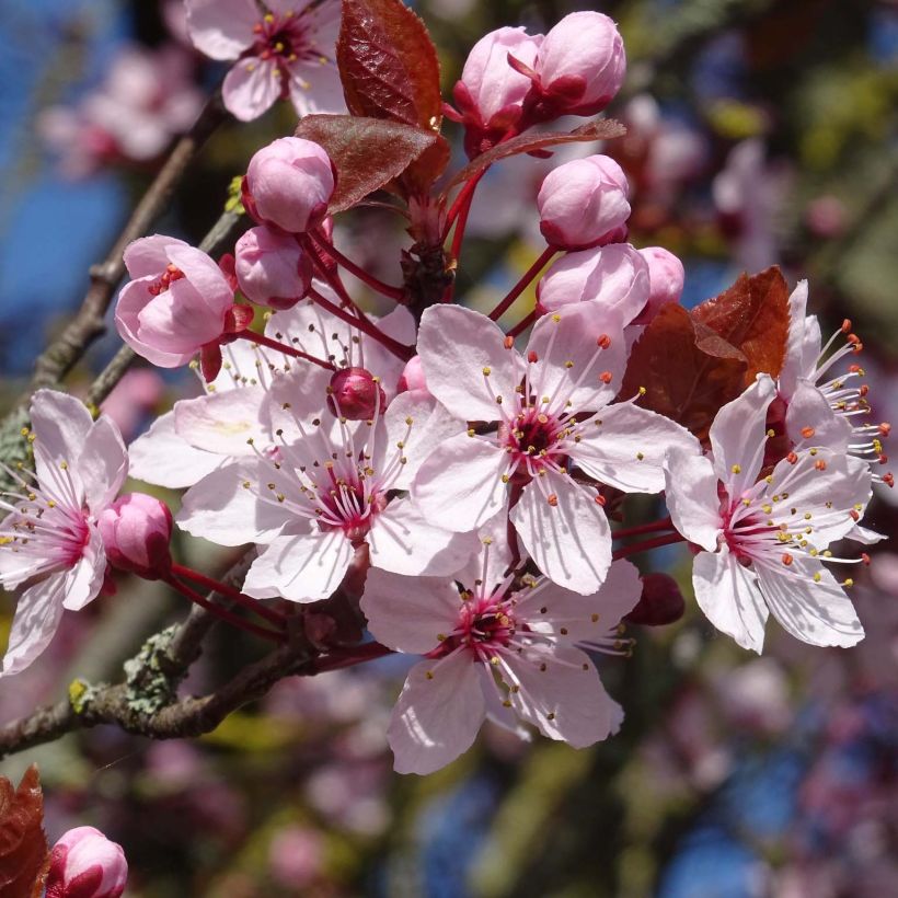 Prunus cerasifera - Cherry Plum (Flowering)