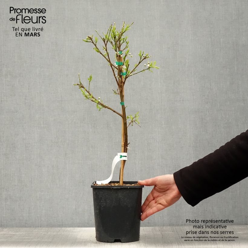 Prunus domestica Fruit Me Plum Me - Common plum 4L/5L pot, Dwarf sample as delivered in spring