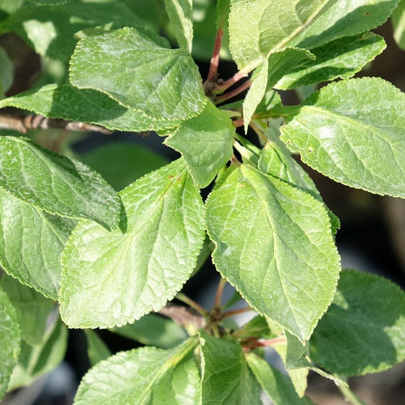 Prunus domestica Goldust - Common plum (Foliage)