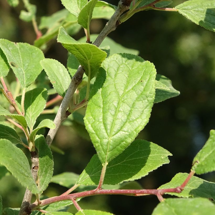 Prunus domestica Quetsche Blanche de Létricourt - Common plum (Foliage)