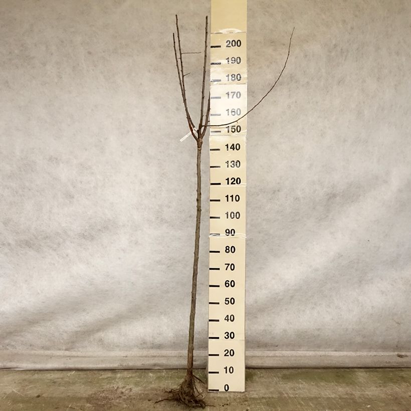 Prunus domestica Quetsche Blanche de Létricourt - Common plum Bare root, Half standard sample as delivered in autumn