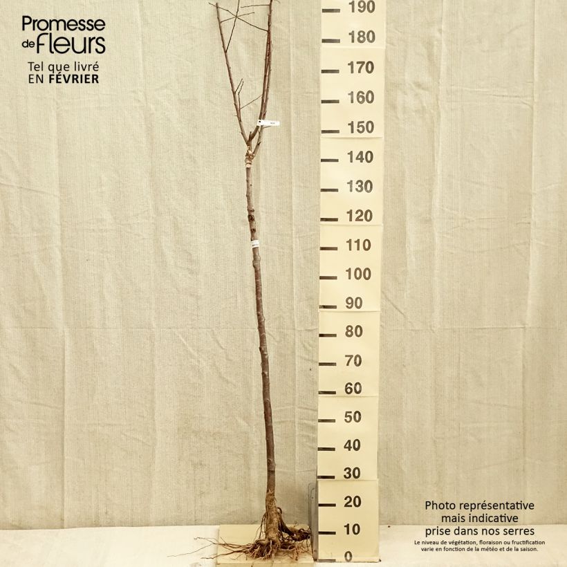 Prunus domestica Quetsche Blanche de Létricourt - Common plum Bare root, Half standardShipped height around 200/220cm sample as delivered in winter