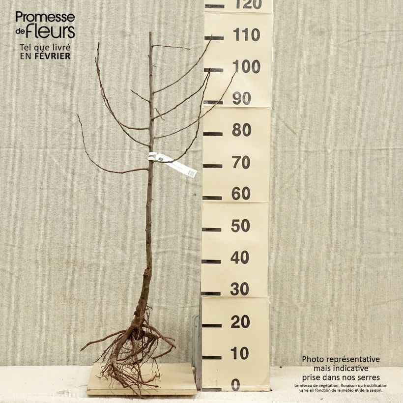 Prunus domestica Quetsche d'Alsace - Organic Common plum Bare root, Scion sample as delivered in winter