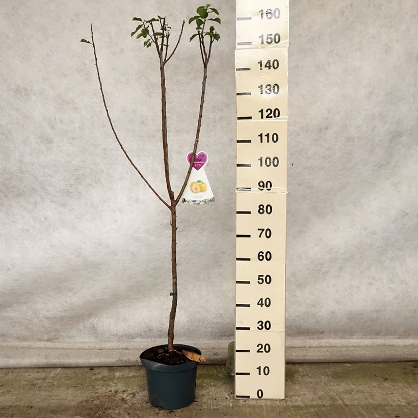 Prunus domestica Reine Claude d'Oullins - Common plum 7.5L/10L pot, Goblet sample as delivered in autumn