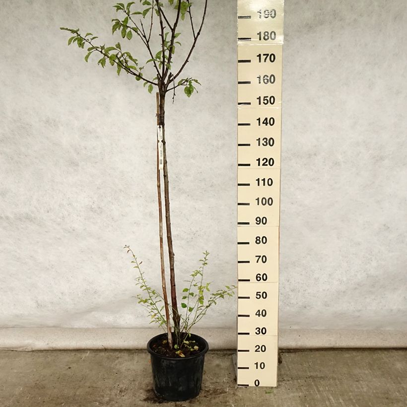 Prunus domestica Reine Claude de Bavay - Common plum 7.5L/10L pot, Half standard sample as delivered in summer