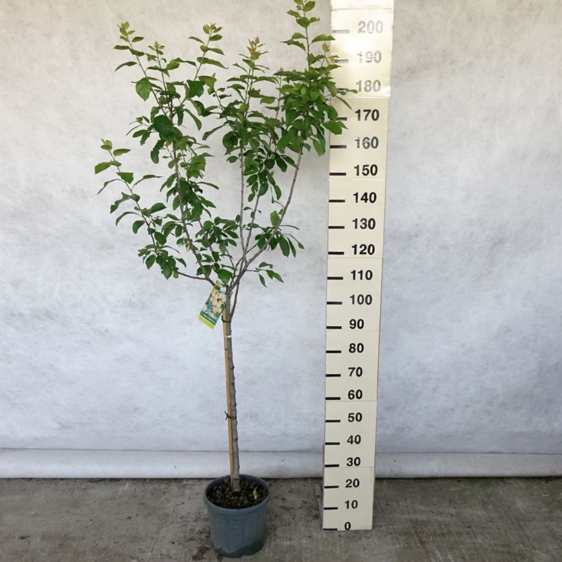 Prunus domestica Reine Claude Dorée - Common plum 7.5L/10L pot, Goblet sample as delivered in summer