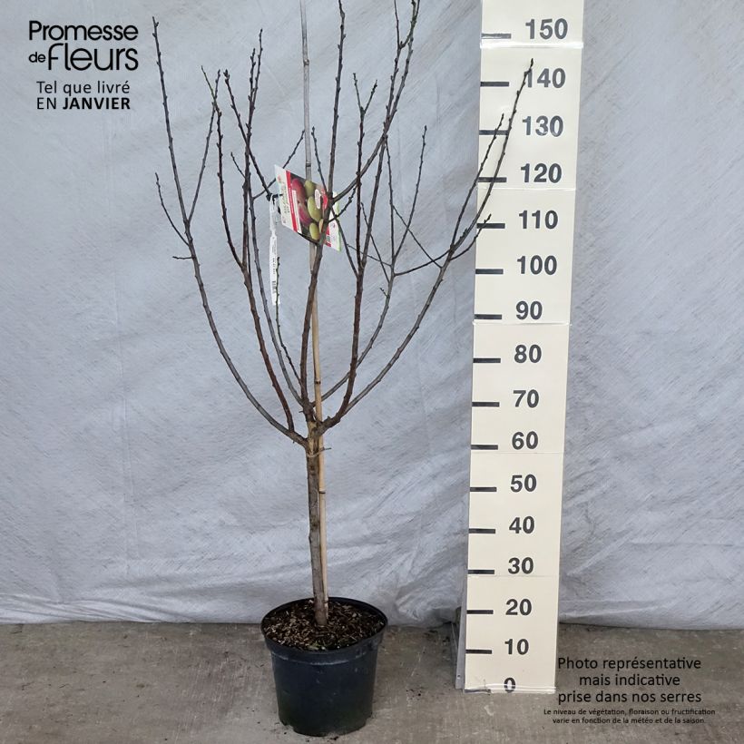 Prunus domestica Reine Claude Moissac - Common plum sample as delivered in winter
