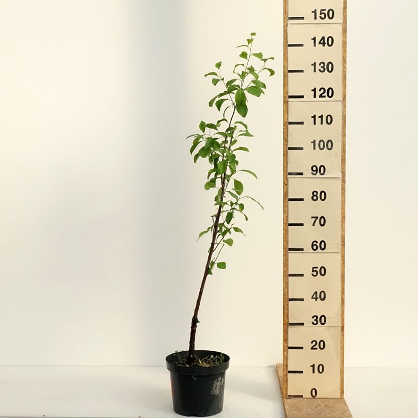 Prunus domestica Reine Claude violette - Common plum 7.5L/10L pot, Scion sample as delivered in spring