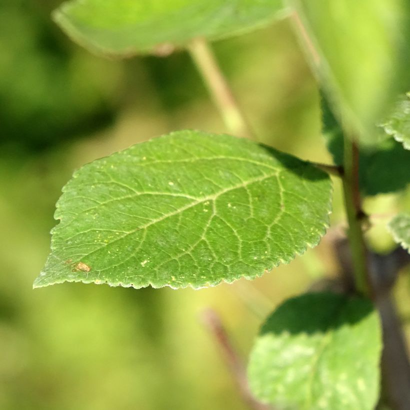 Prunus domestica Reinegold- Common plum (Foliage)