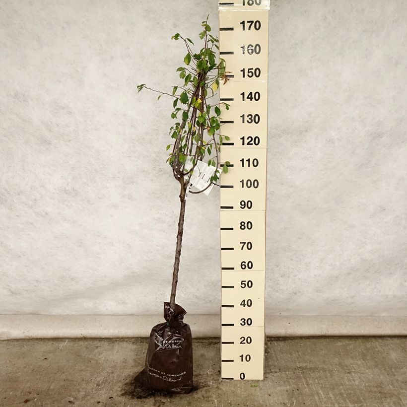 Prunus domestica Thames Cross - Common plum Ready-to-plant root ball, Goblet sample as delivered in summer
