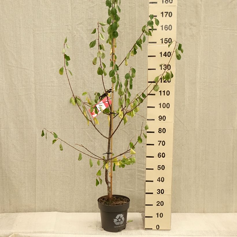 Prunus domestica Tipala 7.5L/10L pot, Goblet sample as delivered in autumn