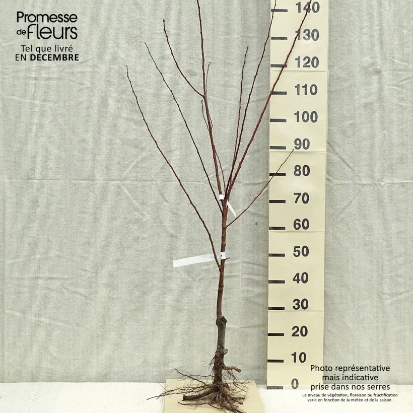 Prunus armeniaca Polonais - Apricot Tree Bare root, Spindle sample as delivered in winter