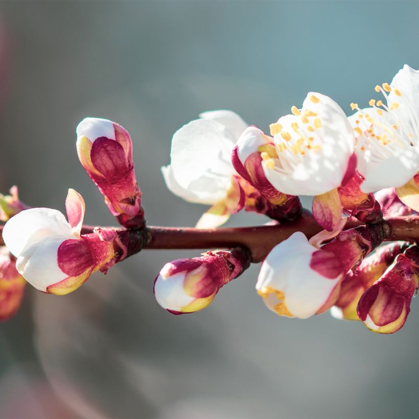 Prunus armeniaca Compacta - Apricot Tree (Flowering)