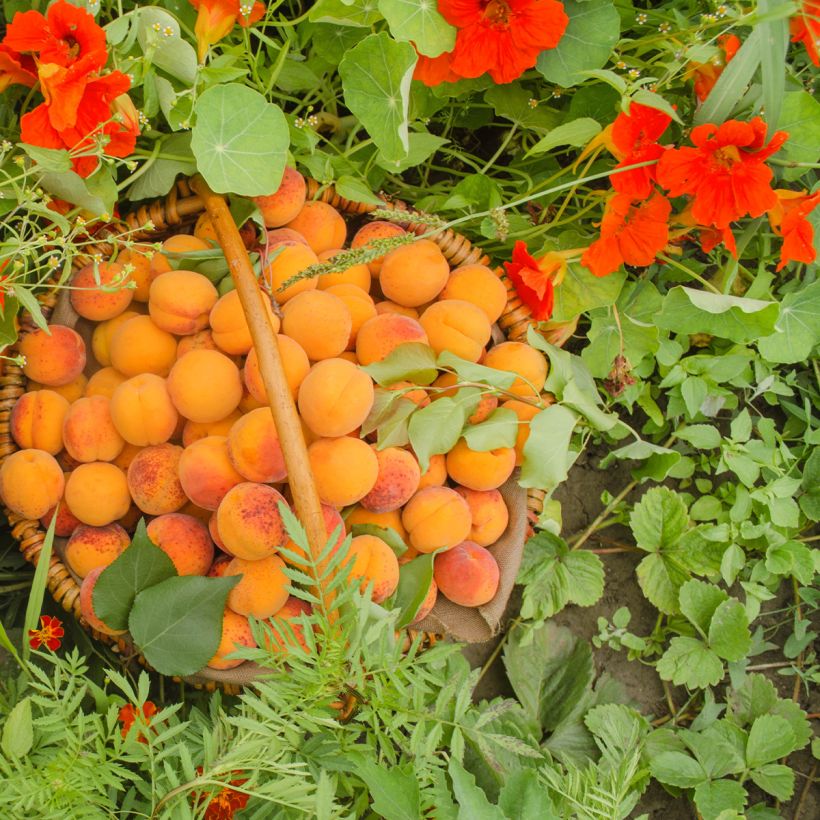 Prunus armeniaca Compacta - Apricot Tree (Harvest)