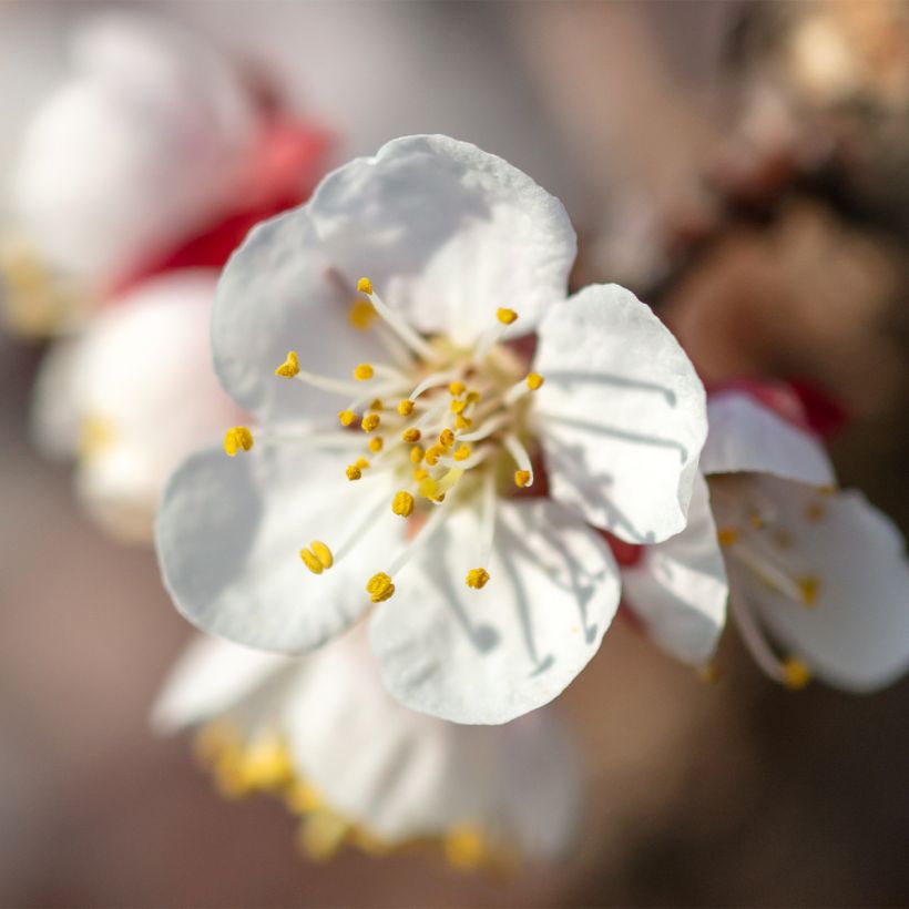 Prunus armeniaca Nanum - Apricot Tree (Flowering)