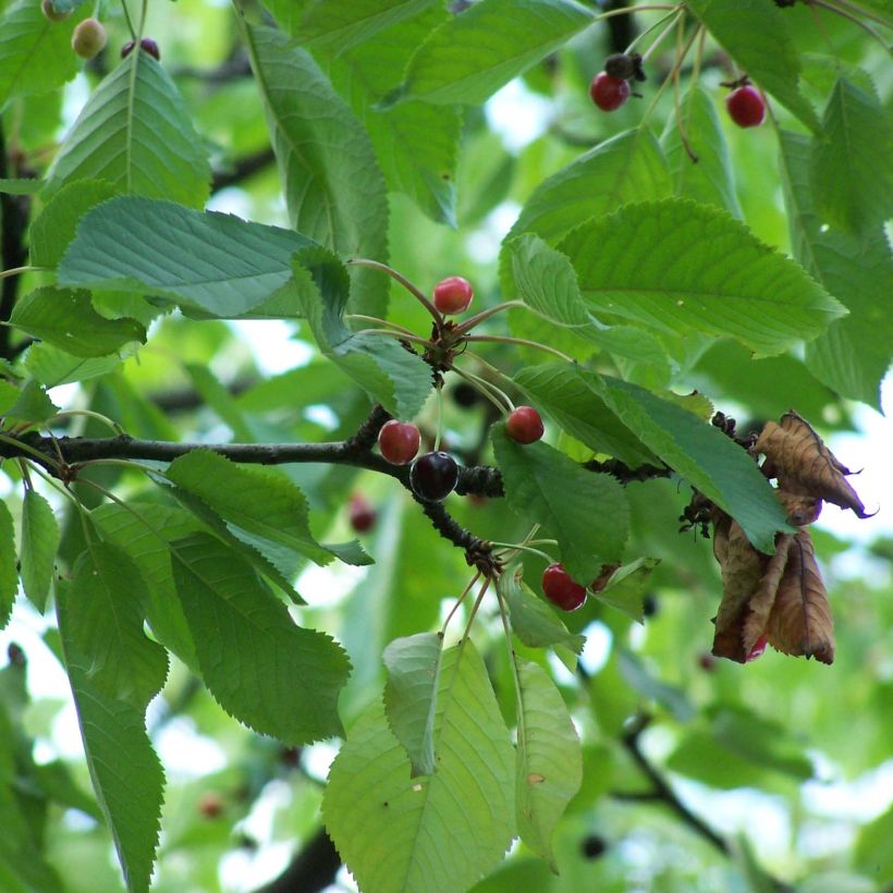 Bird Cherry - Prunus avium (Foliage)