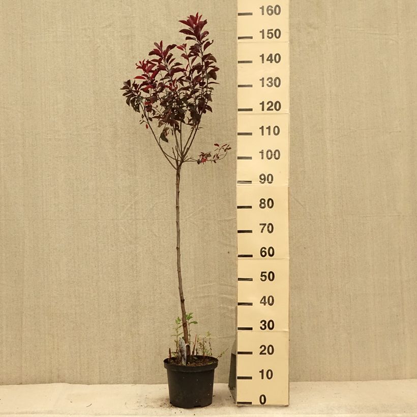 Prunus x cistena - Purple-leaved Sand Cherry 4L/5L pot sample as delivered in summer