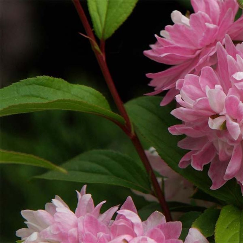 Prunus glandulosa Rosea Plena - Dwarf flowering Almond (Foliage)