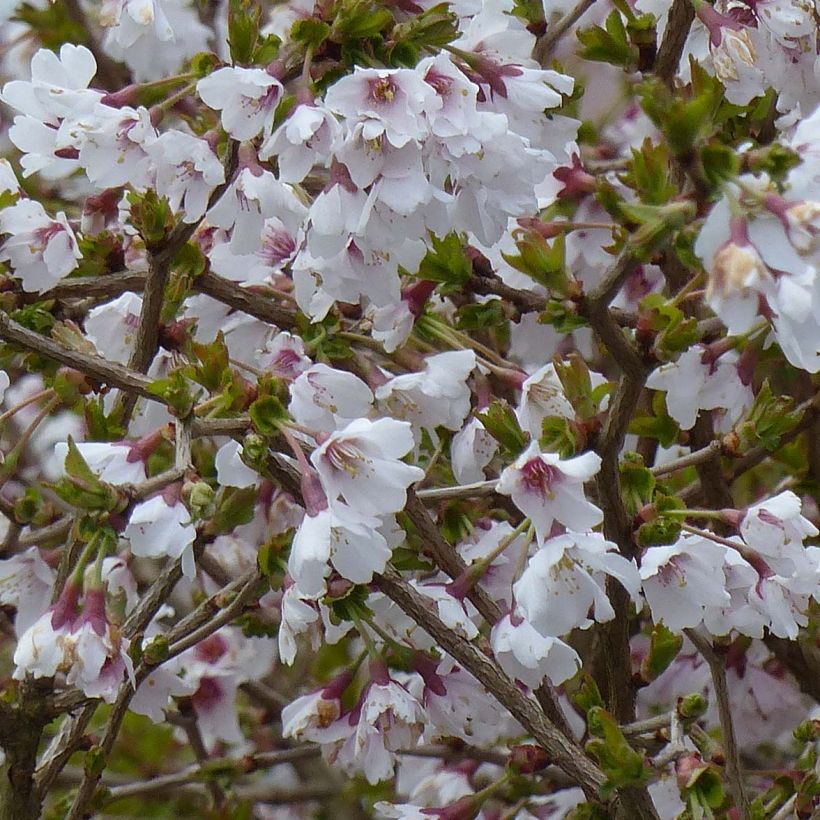 Prunus incisa Kojo-No-Mai - Cherry (Flowering)